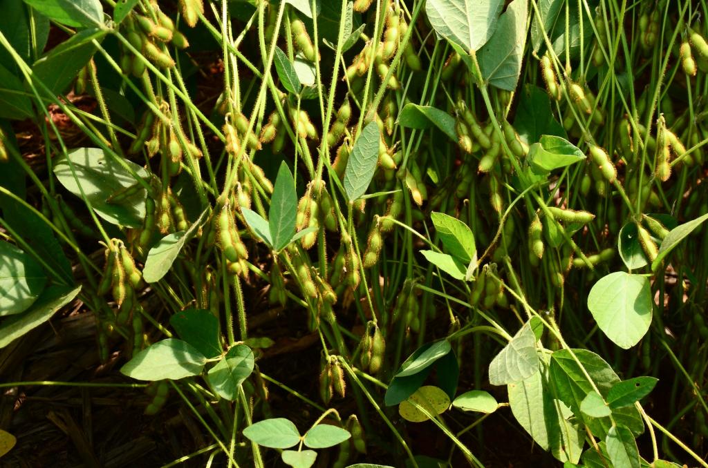 Equilíbrio natural dos fitormônios potencializa capacidade produtiva da soja