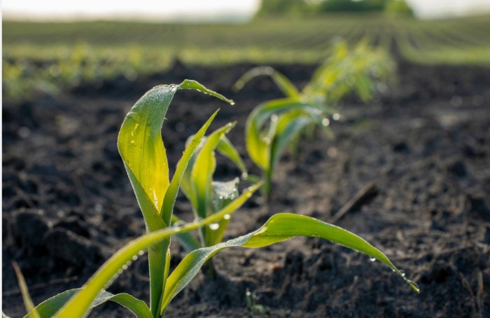 Atraso na safrinha sustenta reação do milho, avalia Itaú BBA