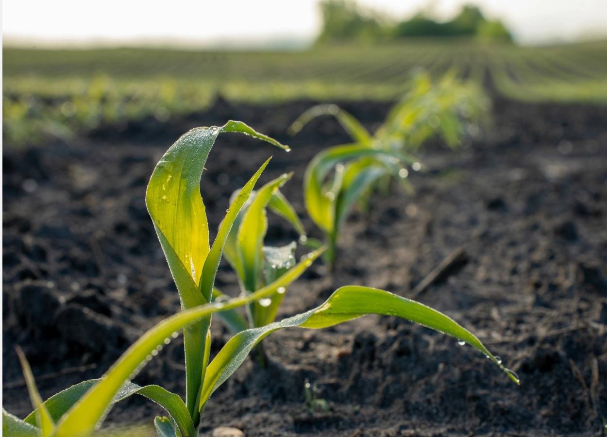 Atraso na safrinha sustenta reação do milho, avalia Itaú BBA