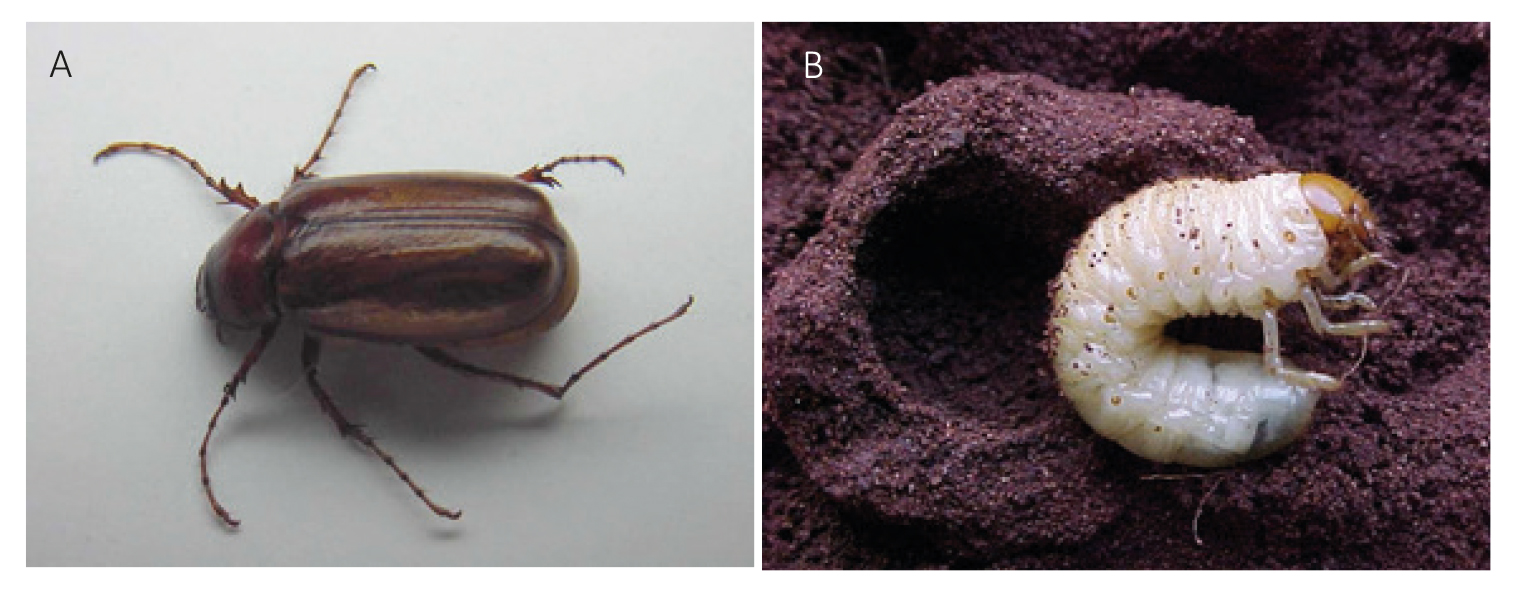 Figura 1 - Adulto (A) e larva (B) de Phyllophaga cuyabana