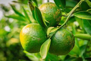 Oxicloreto de cobre blinda pomar de citros contra doenças