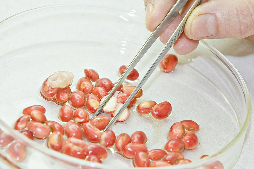 Ourofino Agrociência reforça a necessidade do tratamento de sementes de soja