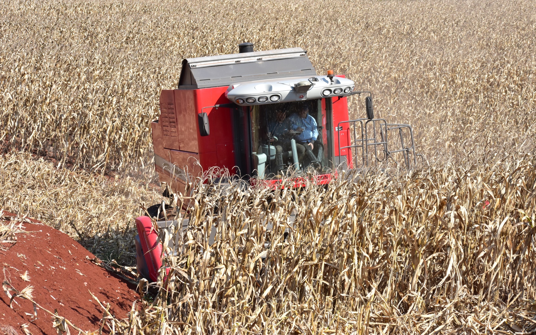 A área onde o test drive foi realizado, é cheia de aclives e curvas de nível, que serviram para avaliar o trabalho da MF 6690 HD Hybrid em condições adversas&nbsp;&nbsp;