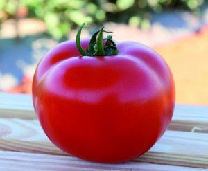 Regional research evaluates new tomato hybrids to meet producer needs