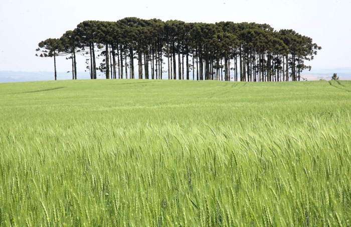 Oscilações de temperatura prejudicam o cultivo de trigo no Paraná