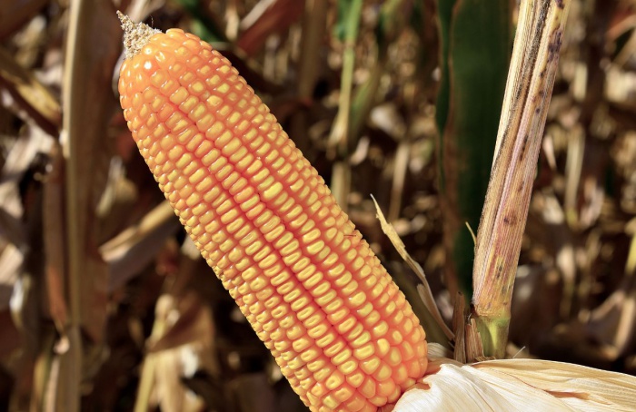 Genética e sanidade: como o MG540 ajuda o produtor a enfrentar a desafios climáticos