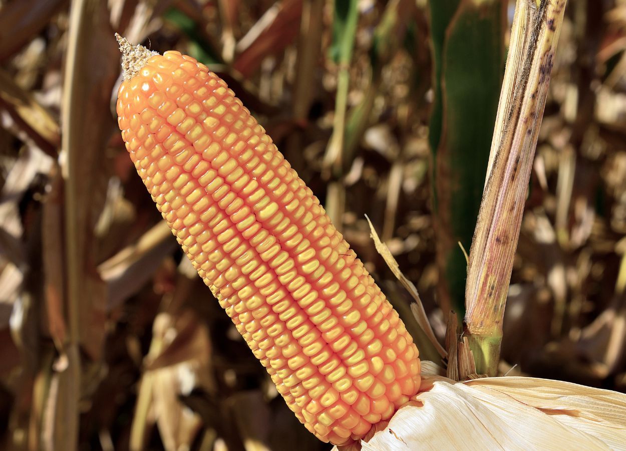 Genética e sanidade: como o MG540 ajuda o produtor a enfrentar a desafios climáticos