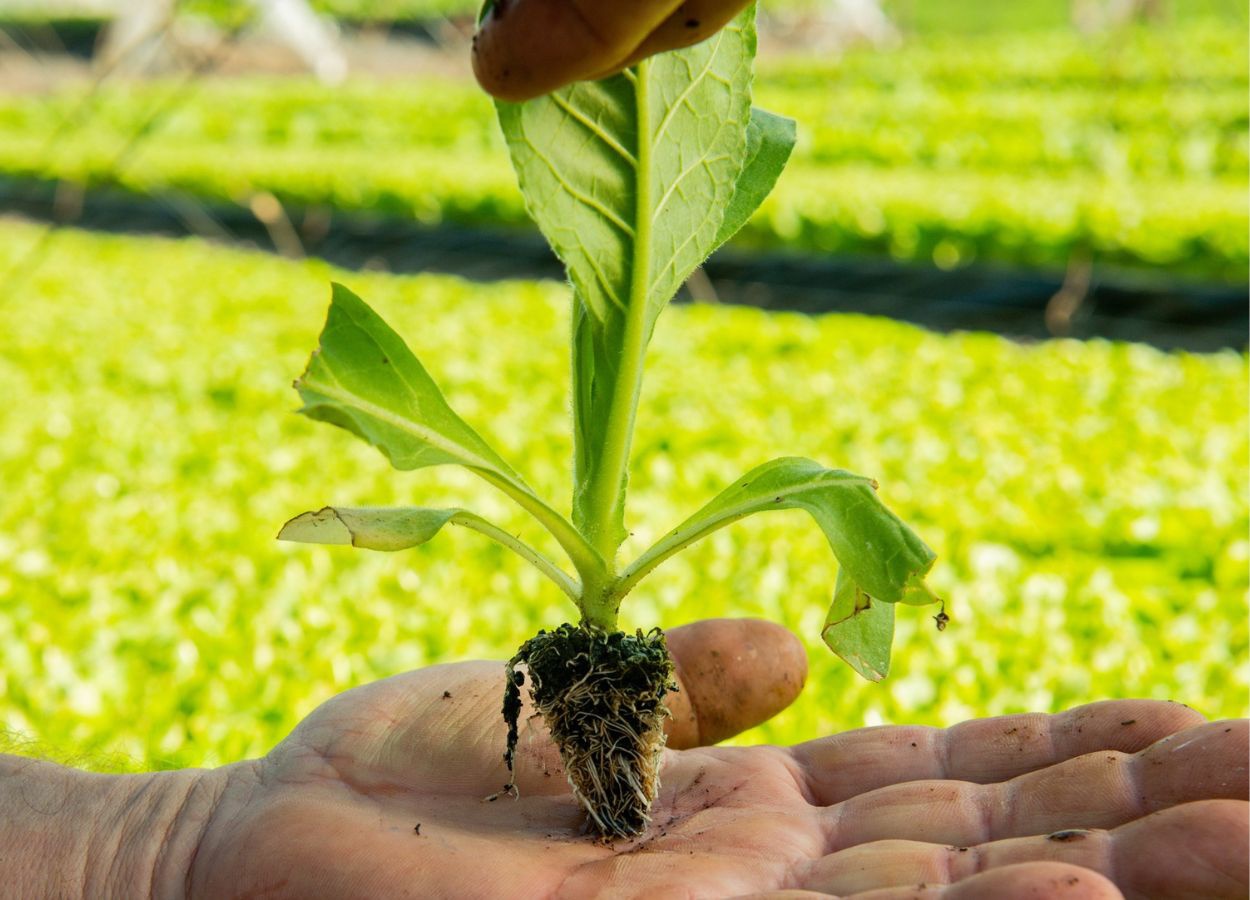 Sul do Brasil inicia plantio de tabaco da safra 2026/27
