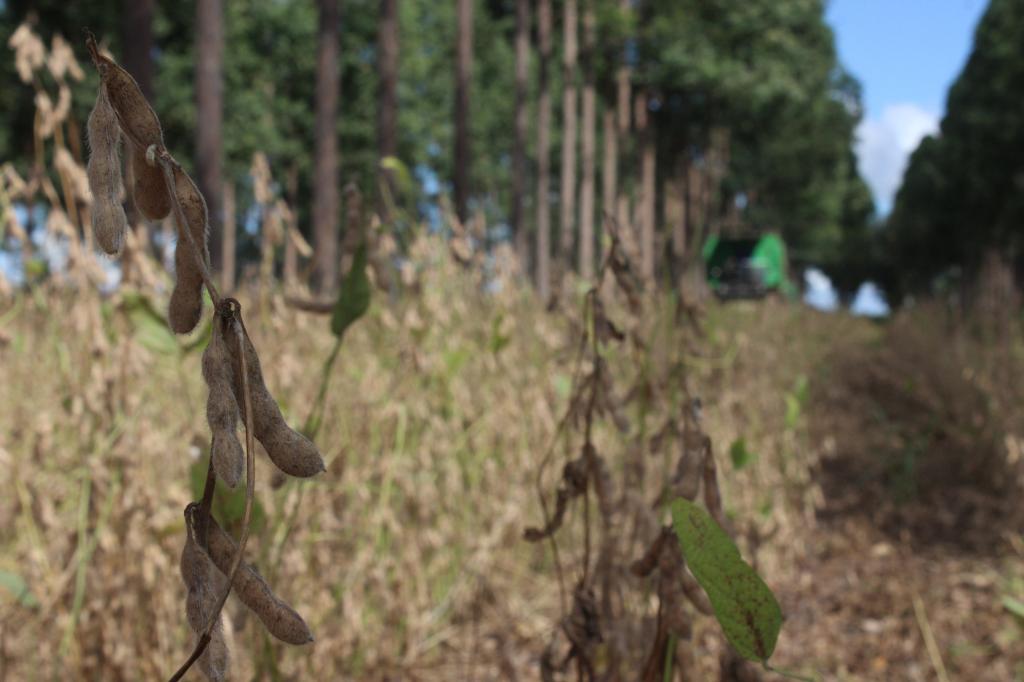 Maximização do potencial produtivo da soja é tema da Fundação MS durante Dinapec 2019