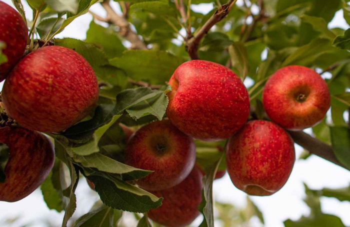 Safra de maçã em Santa Catarina deve aumentar 27,9%