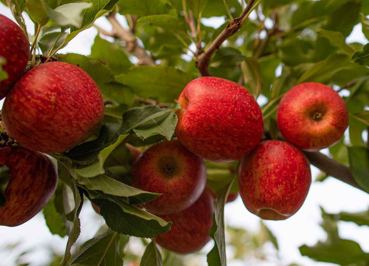 Safra de maçã em Santa Catarina deve aumentar 27,9%