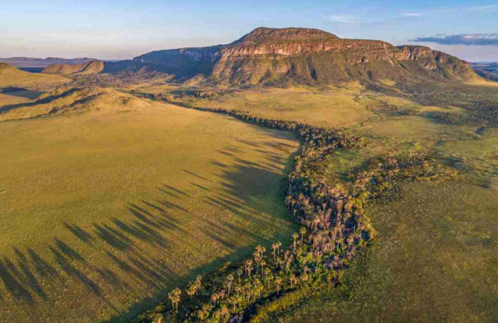 Áreas úmidas do Cerrado guardam mais carbono que florestas amazônicas