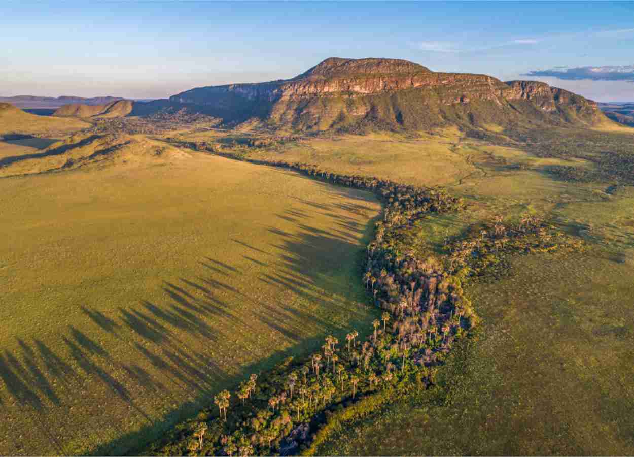 Áreas úmidas do Cerrado guardam mais carbono que florestas amazônicas