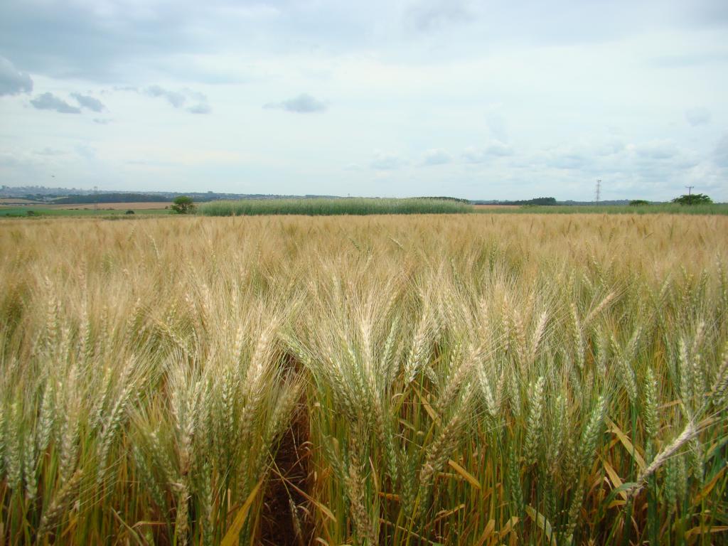Embrapa e cooperativas debatem futuro da pós-colheita de trigo
