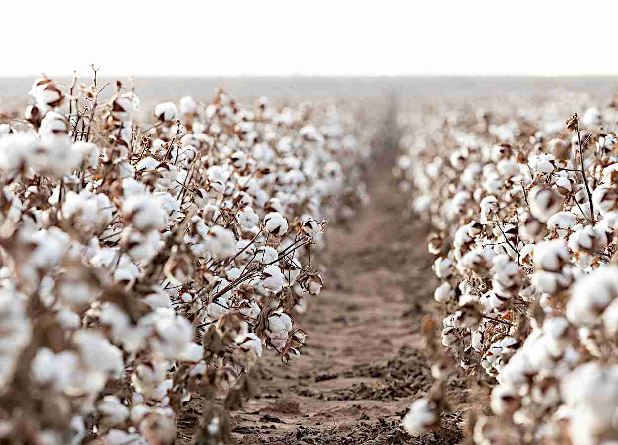 BASF lança três variedades de algodão Stoneville nos Estados Unidos