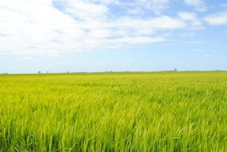 Preços do arroz mantém sustentação durante a colheita