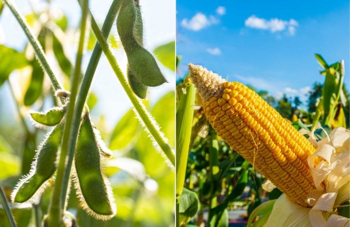 Soja e milho: fundamentos retornam ao foco, aponta Hedgepoint