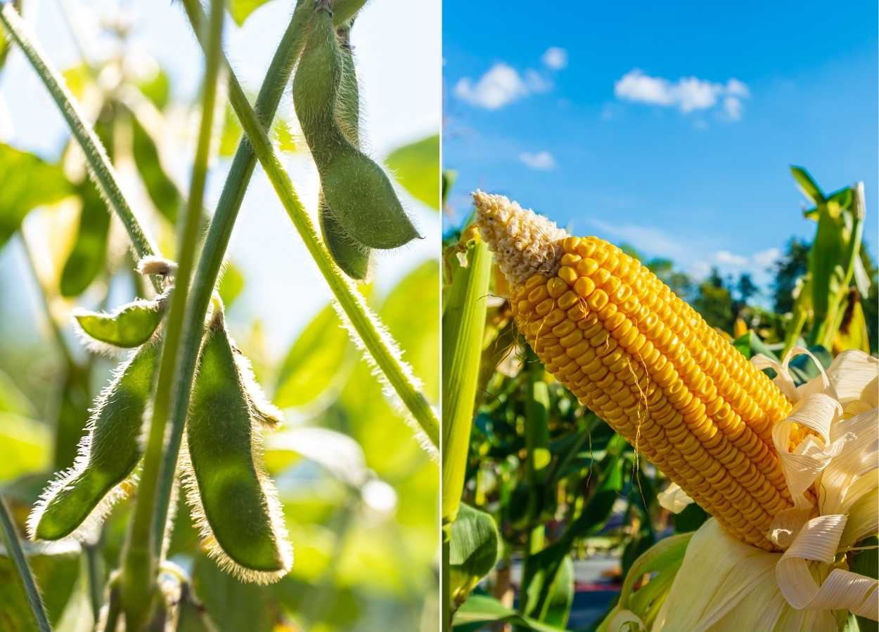 Soja e milho: fundamentos retornam ao foco, aponta Hedgepoint