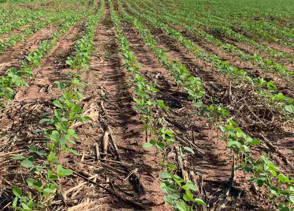 Projeto avalia produtividade de soja precoce em solo arenoso