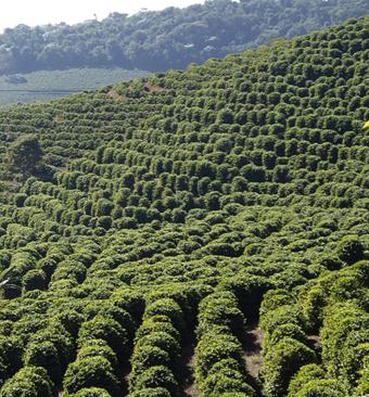 Boas práticas de pós-colheita contribuem para melhoria da qualidade dos cafés do Brasil