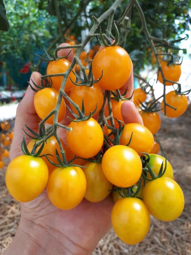 Isla Sementes faz balanço positivo durante participação na 18ª edição da Expoagro Afubra