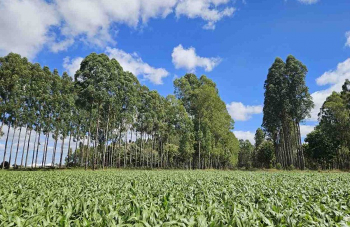AgroBrasília 2025 destaca Integração Lavoura-Pecuária