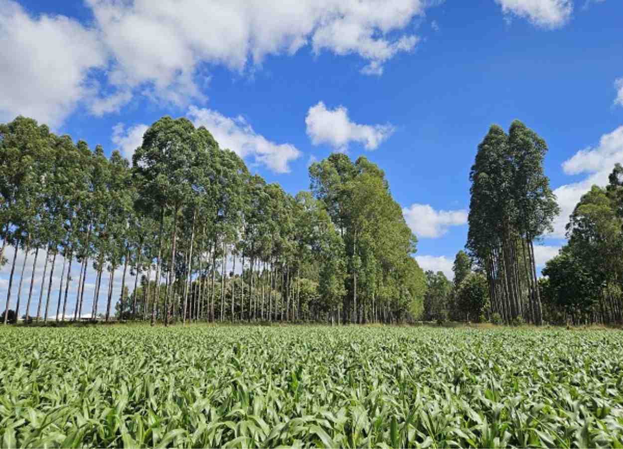 AgroBrasília 2025 met en avant l'intégration agriculture-élevage