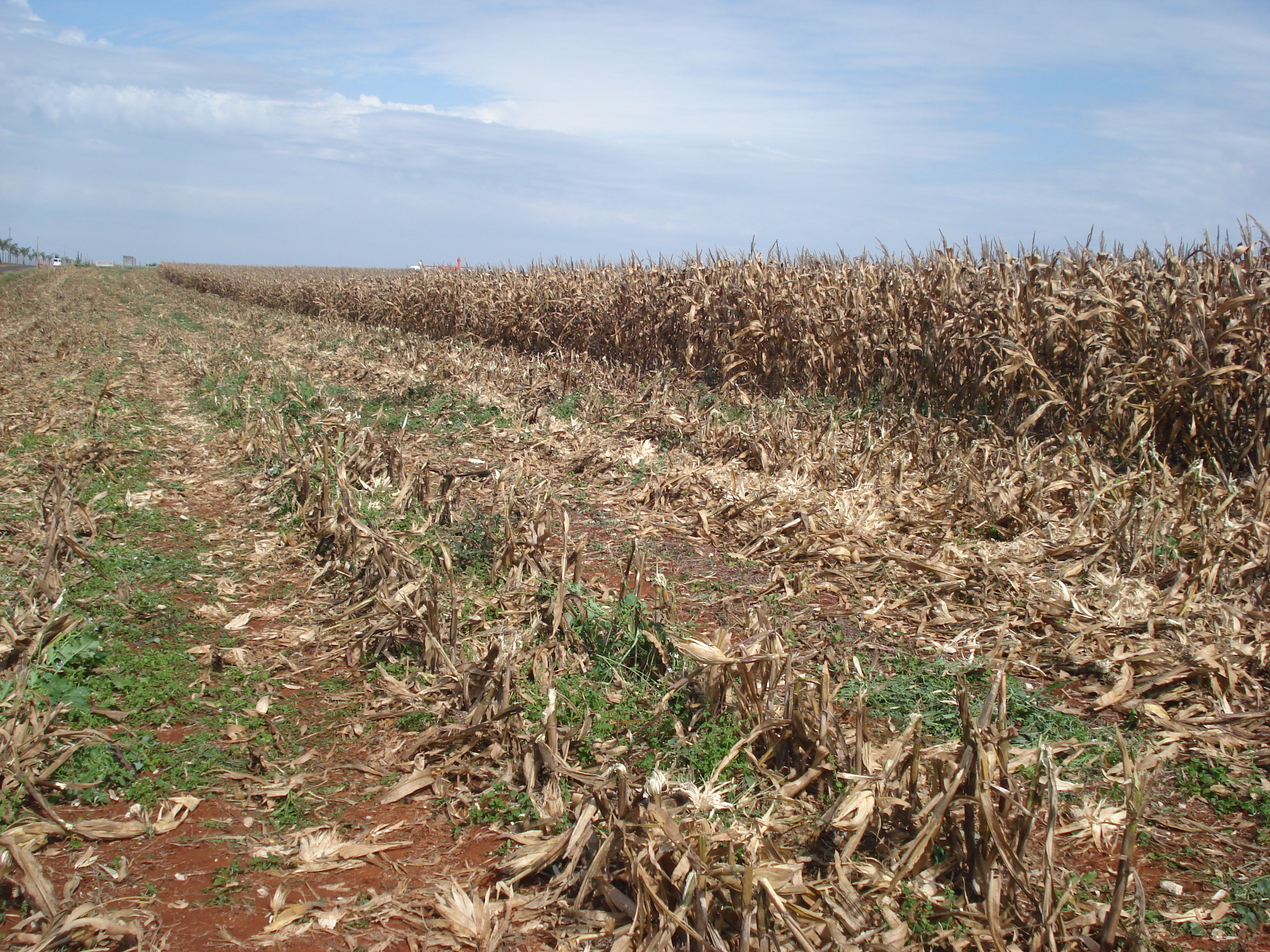 Após a colheita do milho de segunda safra é preciso iniciar a eliminação das plantas daninhas da área.