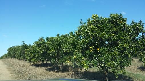 Com mais da metade da produção mundial de suco de laranja, frutas cítricas no Brasil potencializam o PIB Nacional