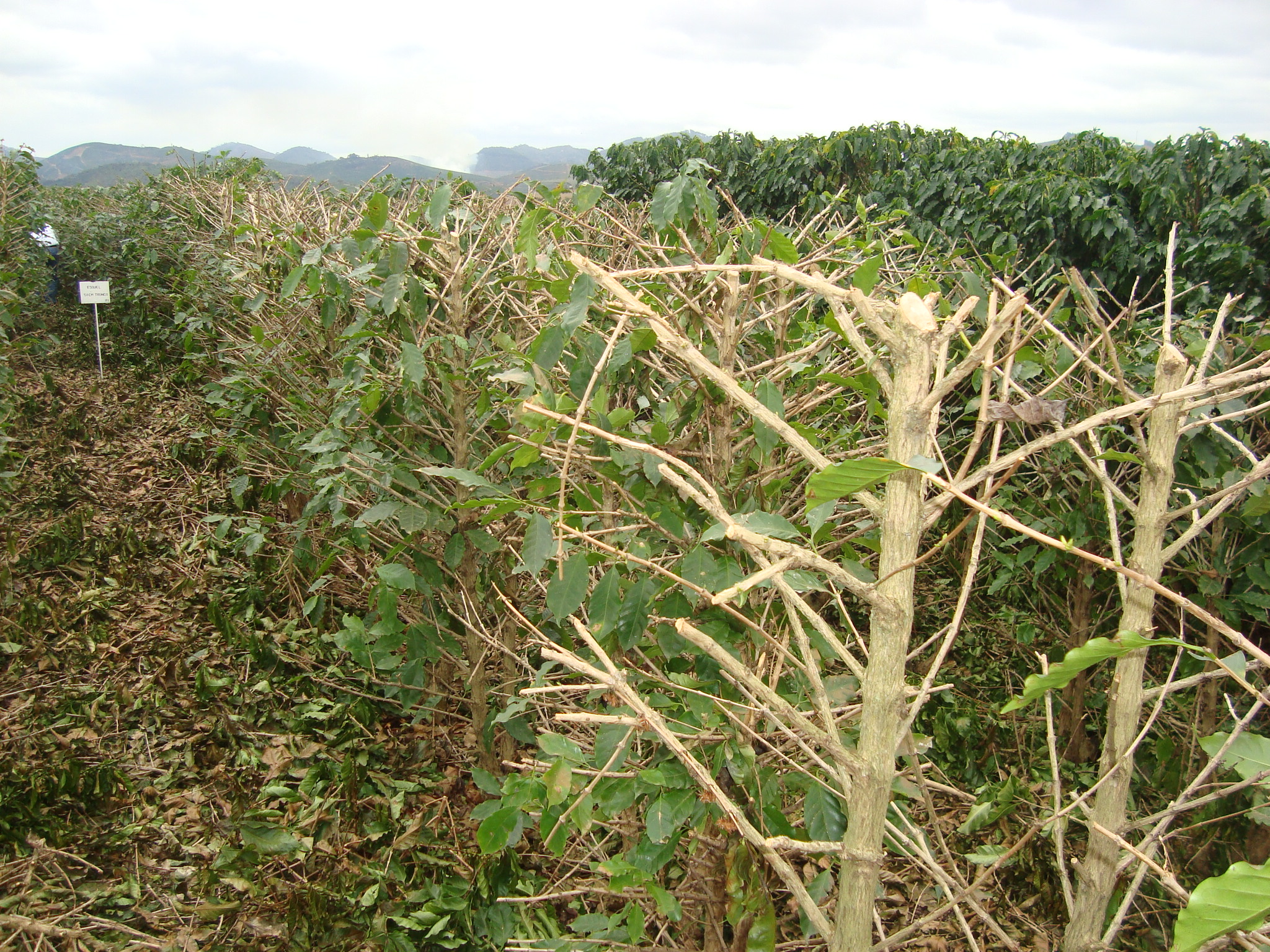 Muitas vezes restam dúvidas sobre as distâncias de corte dos ramos laterais em relação ao tronco, especialmente nas lavouras de café conduzidos em sistema de plantio muito adensado.