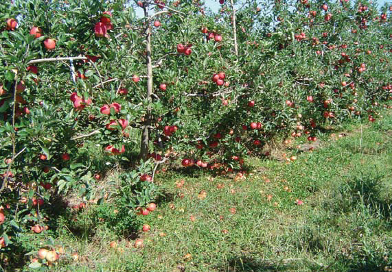 Controle químico da macieira: como manejar