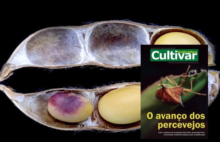 El Niño e La Niña no crestamento de Cercospora em soja