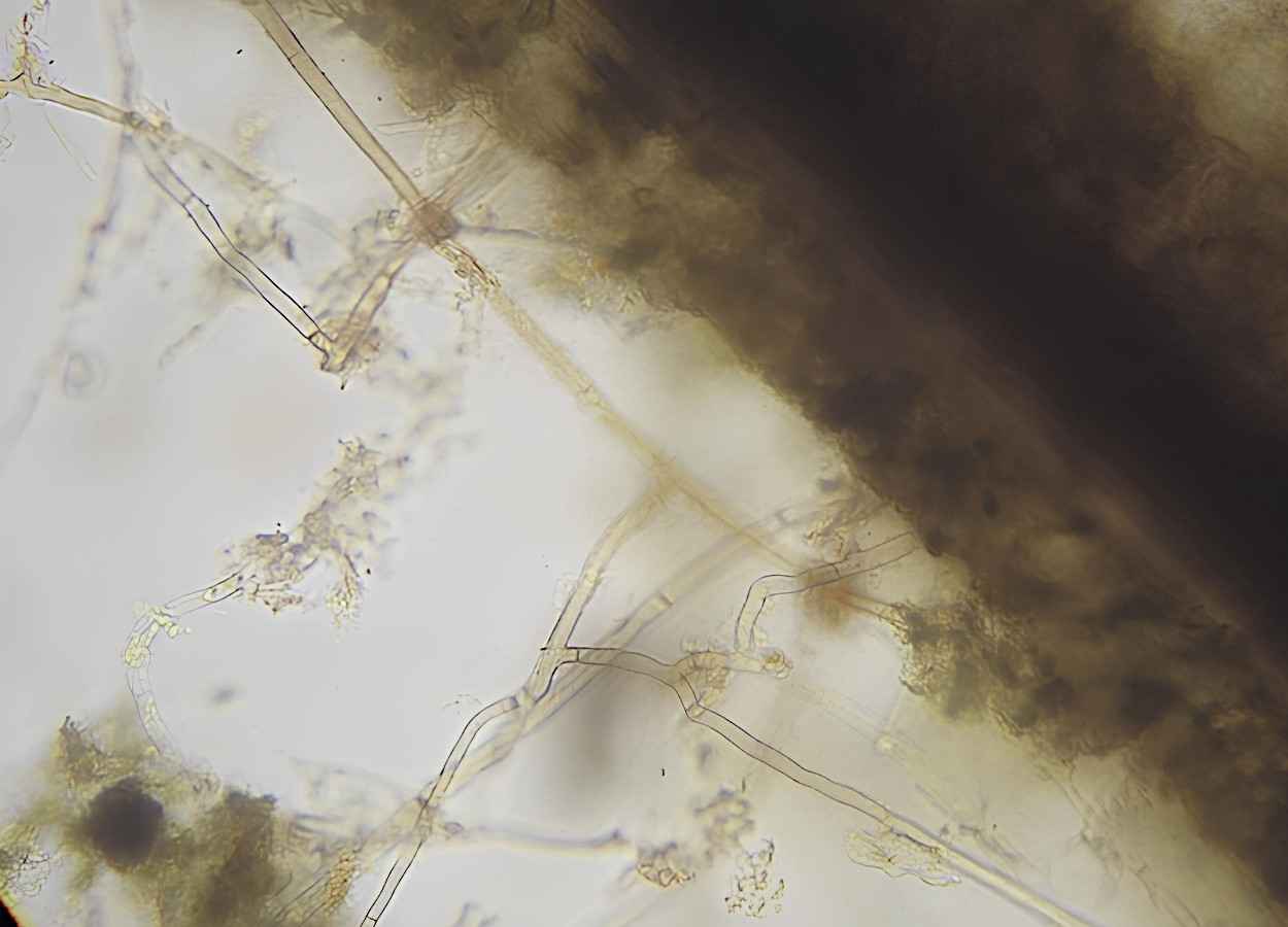 Estudo avalia resistência ao fungicida isopirazam