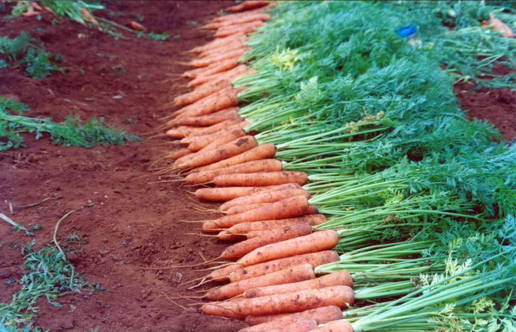 Preços da cenoura e da cebola disparam nas Ceasas