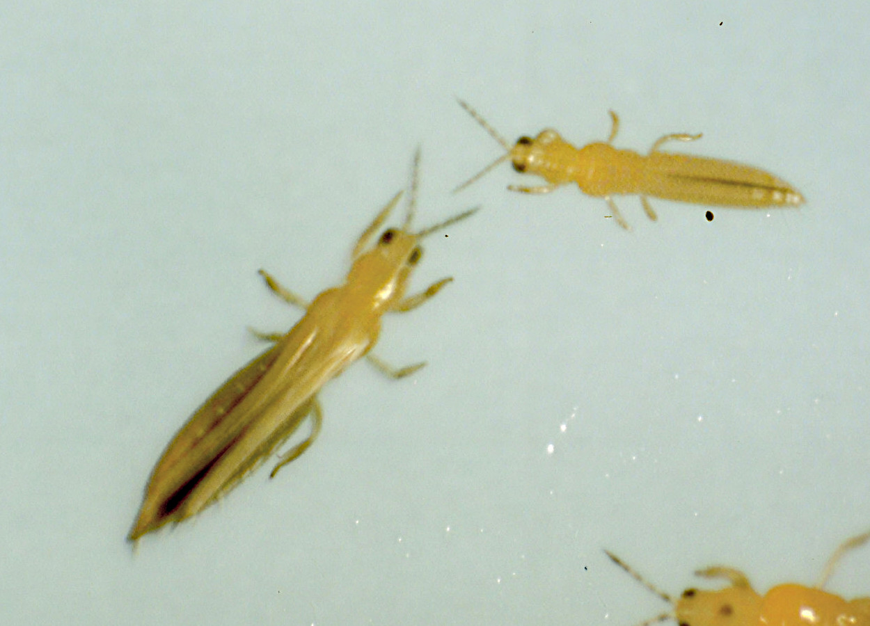 Foto:&nbsp;P.M.J. Ramakers