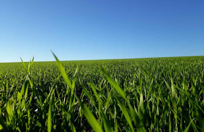 Evento em São Carlos (SP) debate recuperação de pastagens