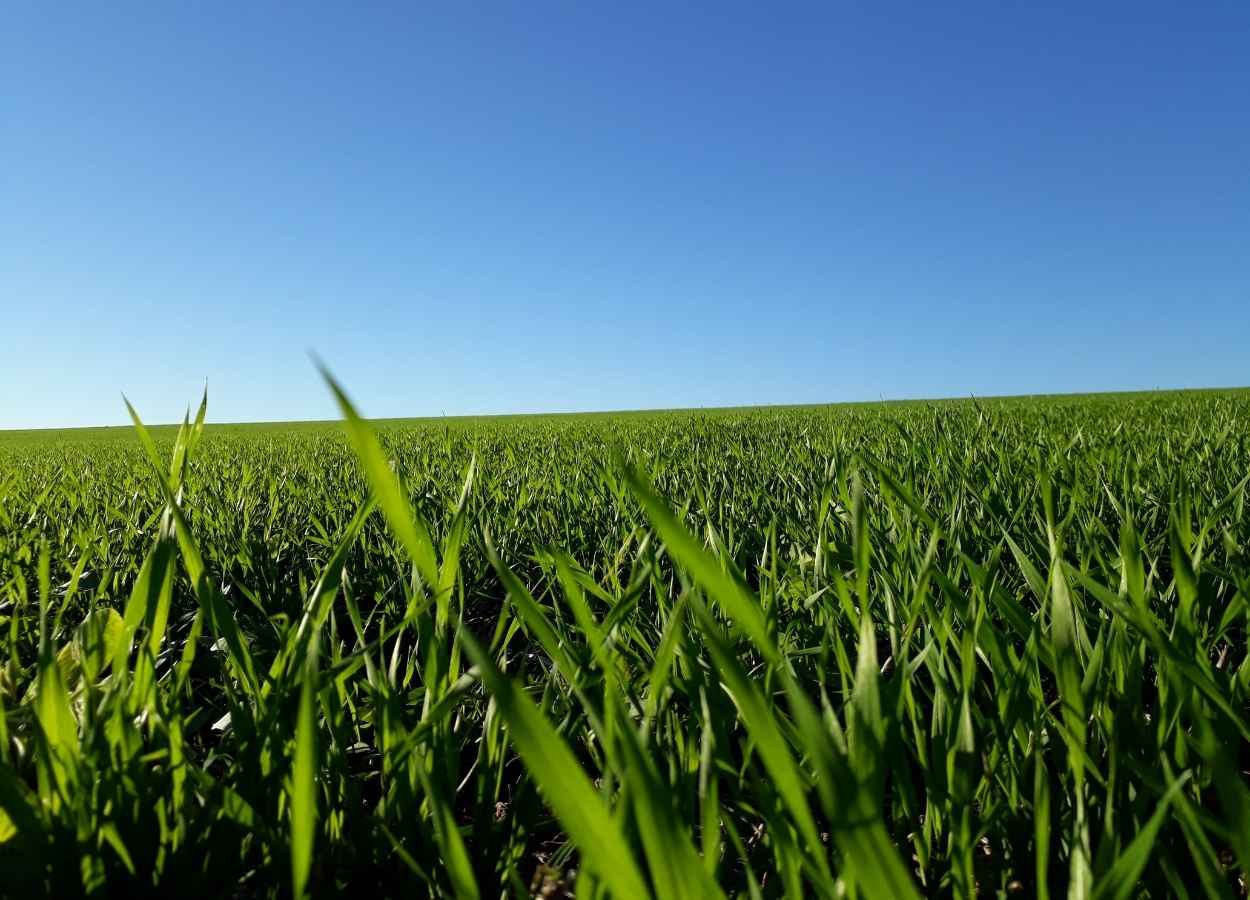 Evento em São Carlos (SP) debate recuperação de pastagens