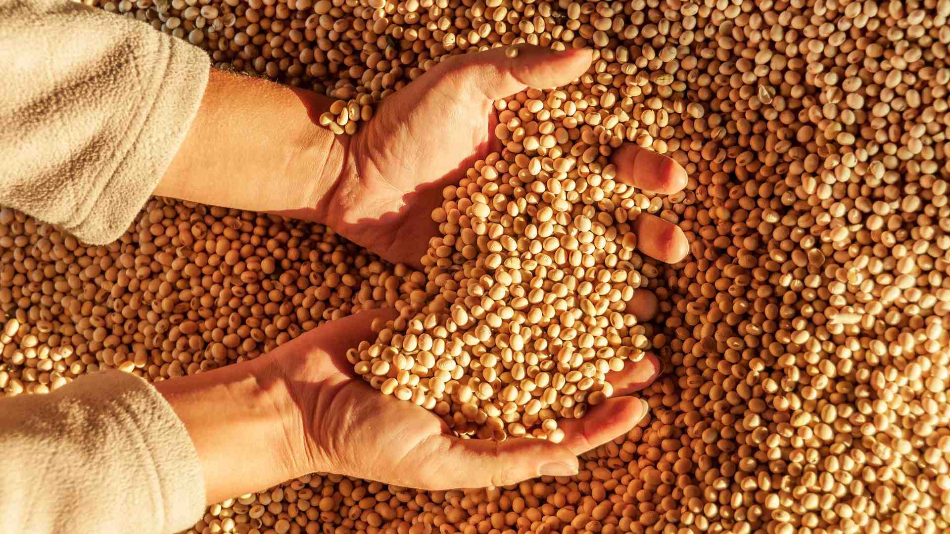 Estimativa é de novo recorde para a produção de grãos na safra 2022/23, com  322,8 milhões de toneladas