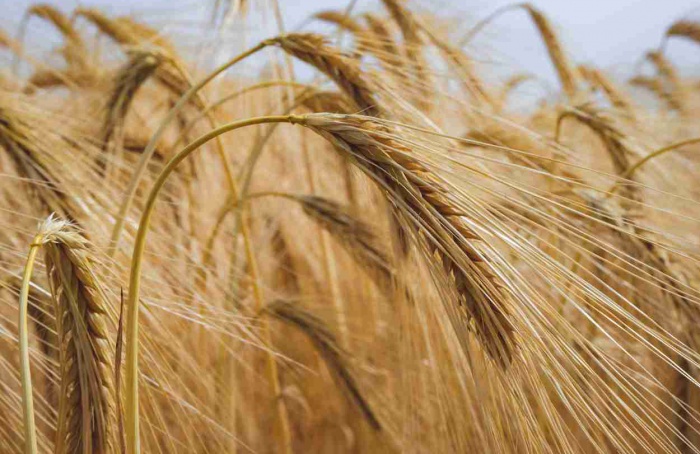 Rizobactérias reduzem podridão-radicular do trigo