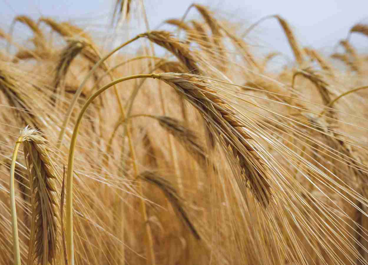 Rizobactérias reduzem podridão-radicular do trigo