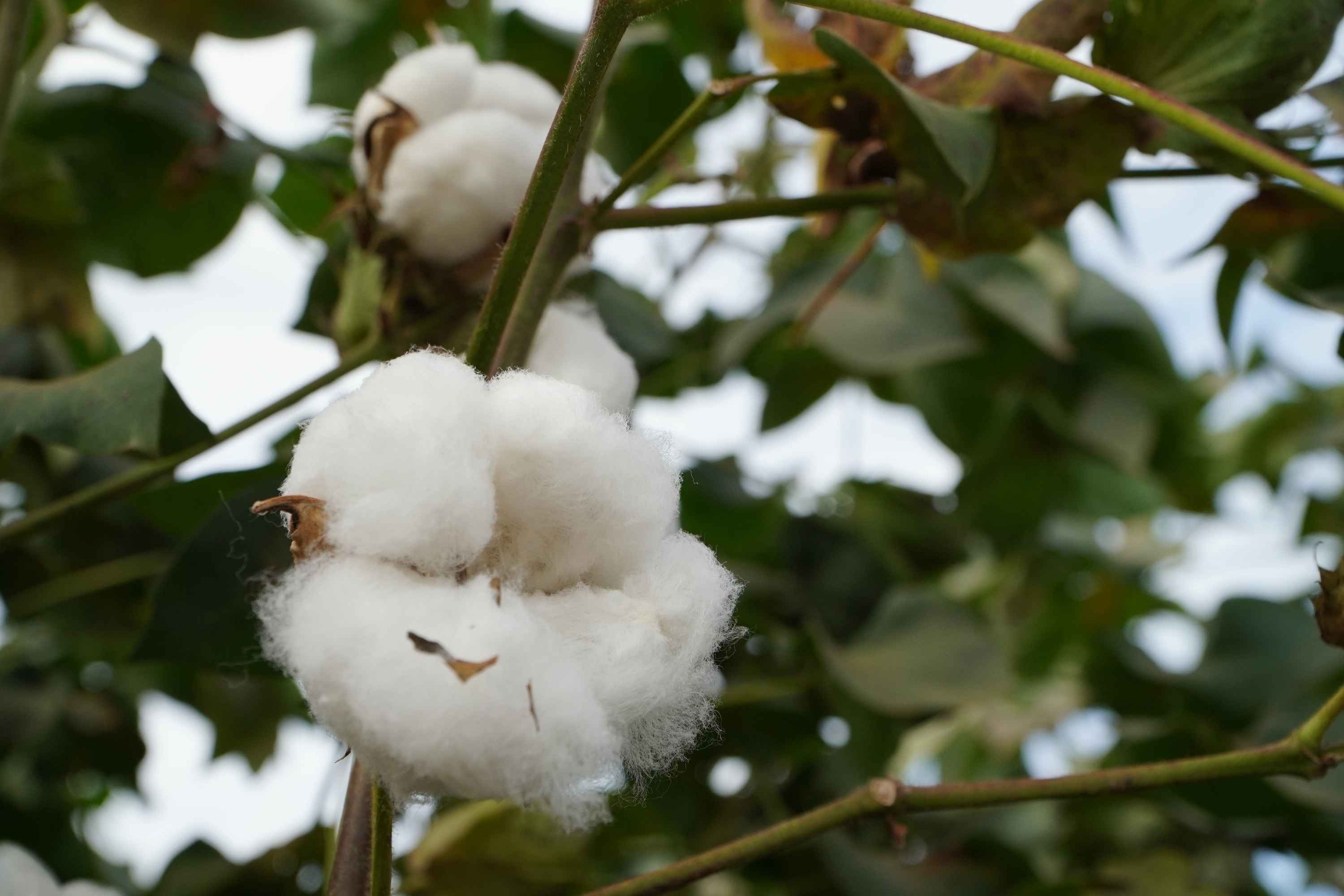Produtores sinalizam substituir milho por algodão em MT