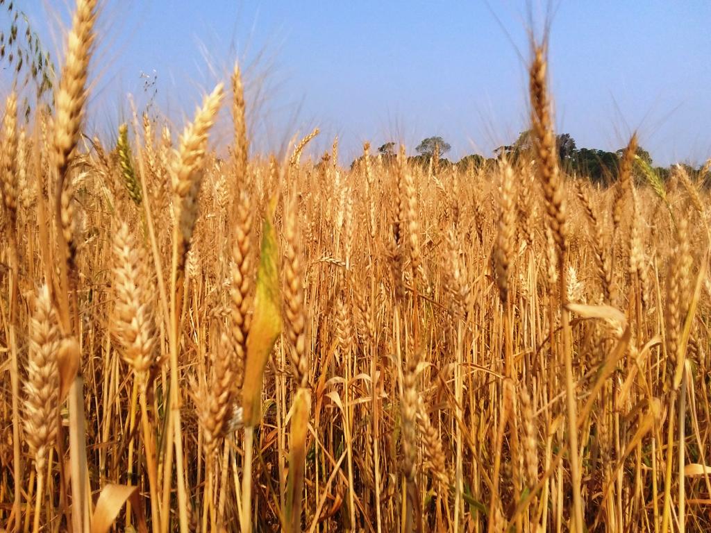 RS colhe 2% da área total cultivada com trigo