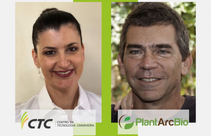 CTC e PlantArcBio anunciam parceria para desenvolver cana resistente a pragas