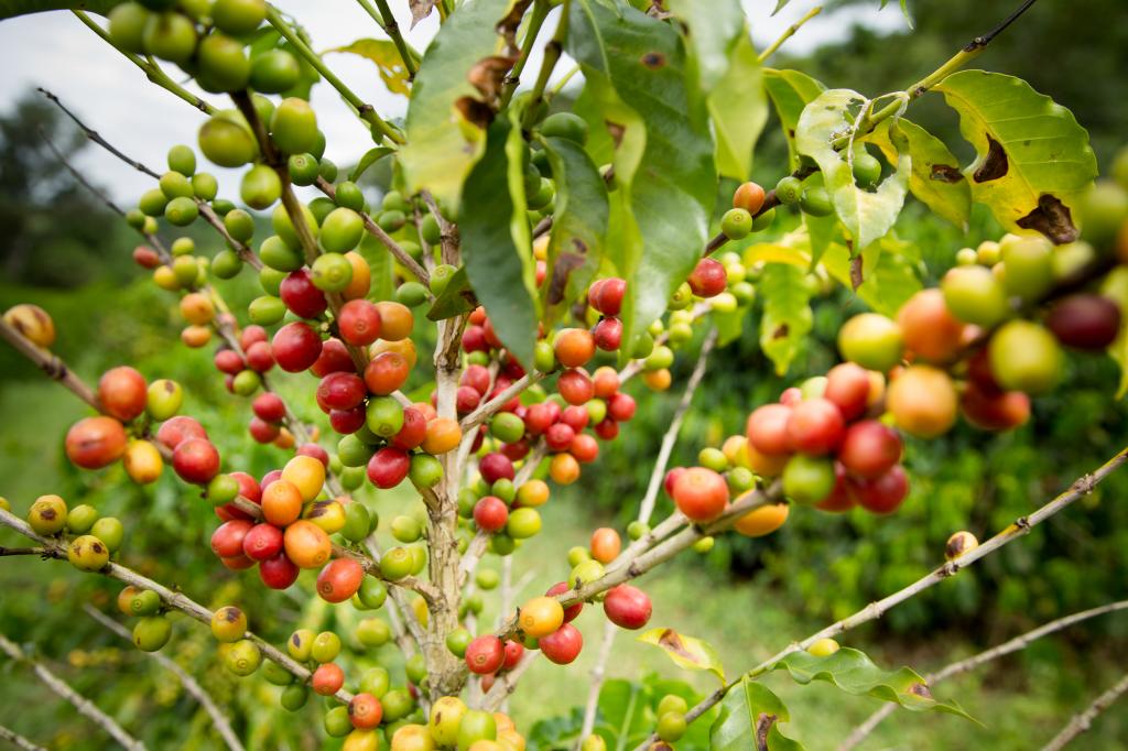 ​Lavouras de café terão impactos das mudanças climáticas compensados