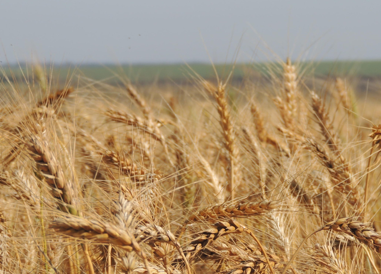 Foto: Joseani Antunes