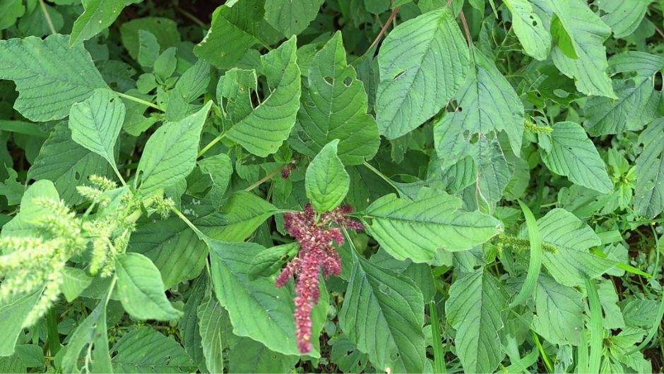 Caruru-roxo; foto: Rafael Mendes