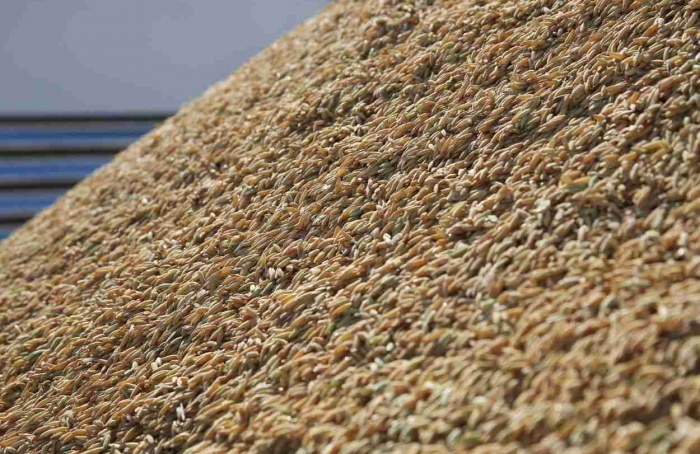 Exportação de arroz registra demanda aquecida em 2025
