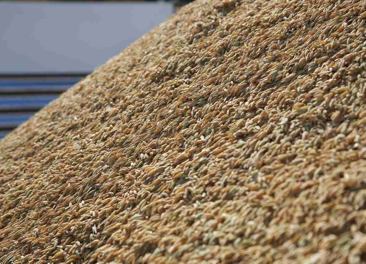 Exportação de arroz registra demanda aquecida em 2025