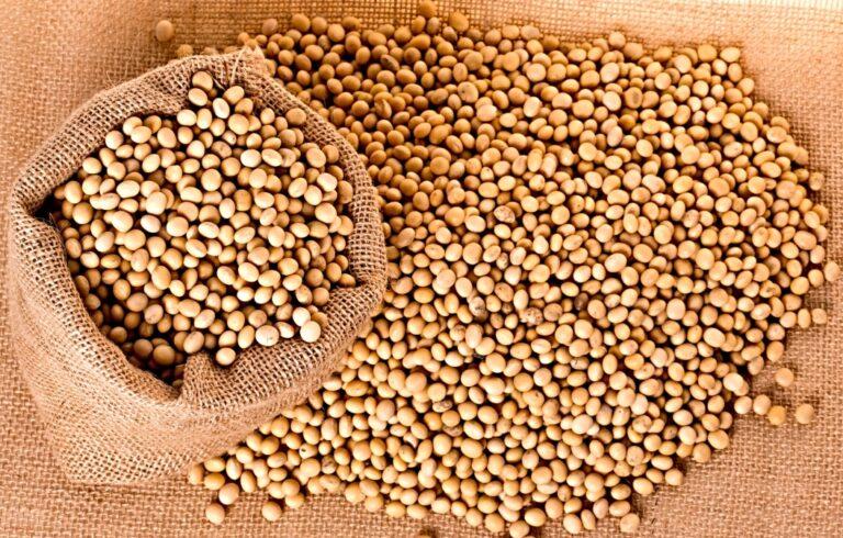SNA estima safra 2019/20 de soja em 131 milhões de toneladas