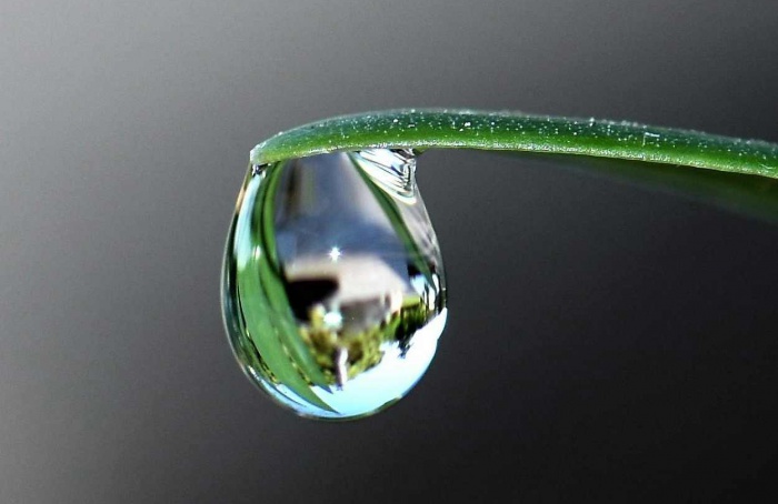 Orvalho antecipa florescimento em plantas